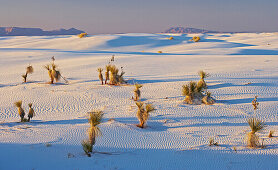 Yucca, White Sands National Monument, New Mexico, USA, Amerika