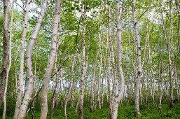 Birch forest, Kamtschatka, Russia