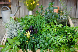 Homegrown herbs and wild herbs, herbage, in a garden, Homegrown, Bavaria, Germany