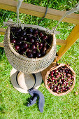 Baskets full of cherries, Harvest, Fruit, Bavaria, Germany