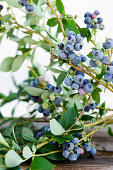 Ripe bilberries, blueberries, ready for picking, harvest, Fruit