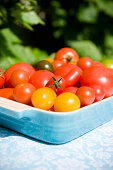 Fresh tomatoes in a bowl, garden, Bavaria, Germany