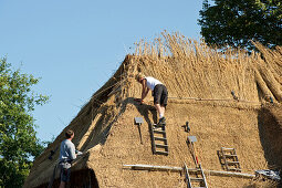 Roofers working on a house with thatched roof, Nieblum, Foehr, North Frisian Islands, Schleswig-Holstein, Germany, Europe