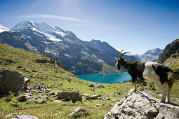 Goat looking at lake Oeschinensee, Kandersteg, Bernese Oberland, Canton of Bern, Switzerland, Europe