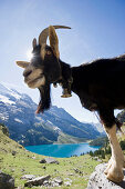 Goat and lake Oeschinensee, Kandersteg, Bernese Oberland, Canton of Bern, Switzerland, Europe
