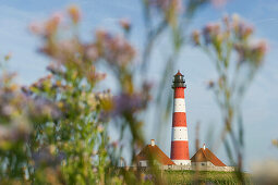 Leuchtturm Westerheversand und Salzwiesen, Westerhever, Halbinsel Eiderstedt, Nationalpark Schleswig-Holsteinisches Wattenmeer, Nordfriesland, Schleswig-Holstein, Deutschland, Europa