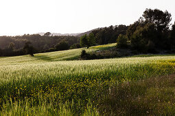 Hills, meadows and grainfield at sunset, Es Capdella, Mallorca, Spain