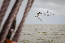 Seeschwalben fliegen über dem IJsselmeer, Holland, Niederlande, Europa