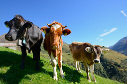 Cows at Oberalp pass, Andermatt, Uri, Switzerland