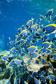 Shoal of Powder Blue Tang, Acanthurus leucosternon, Thaa Atoll, Maldives