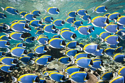 Shoal of Powder Blue Tang, Acanthurus leucosternon, Thaa Atoll, Maldives