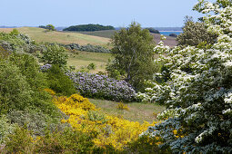 Blooming landscape on Hiddensee island, Baltic coast, Mecklenburg Western Pomerania, Germany, Europe