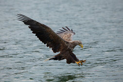Sea eagle fishing, Feldberg Lake Distric, Mecklenburg Western Pomerania, Germany, Europe