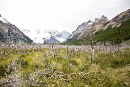 View over moor landscape with dead trees to Cerro Torre Massif, El Chalten, Patagonia, Argentina