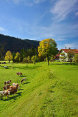 Fleckvieh cattle in front of a farmhouse, Jachenau, Bavarian foothills, Upper Bavaria, Bavaria, Germany