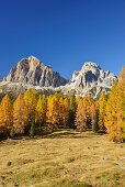 Tofana di Rozes und Tofana di Mezzo über herbstlich verfärbtem Lärchenwald, Cortina d´Ampezzo, Dolomiten, UNESCO Welterbe Dolomiten, Venezien, Venetien, Italien