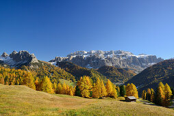 Sellagruppe über herbstlich verfärbten Lärchen, Grödnertal, Dolomiten, UNESCO Welterbe Dolomiten, Südtirol, Italien