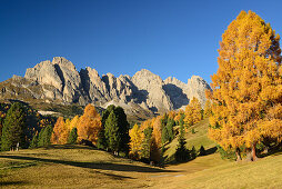 Geisler range seen above larch trees in autumn colors, Val Gardena, Dolomites, UNESCO World Heritage Site Dolomites, South Tyrol, Italy