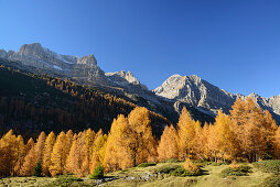 Herbstlich verfärbte Lärchen mit nördlicher Brentagruppe, Brenta, Dolomiten, UNESCO Welterbe Dolomiten, Trentino, Italien