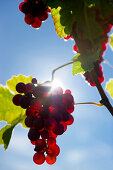 Backlit grapes, Red Gutedel