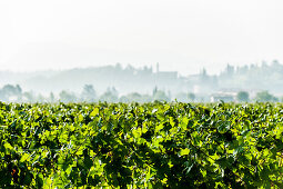 Vineyards near Garda, Lago di Garda, Province of Verona, Northern Italy, Italy
