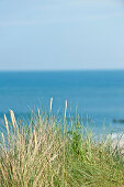 Sand dunes with dune grass, Sylt, Schleswig-Holstein, Germany