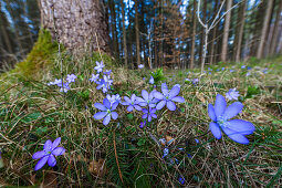 Leberblümchen blühend, Hepatica nobilis, Blume des Jahres 2013, Bayern, Deutschland