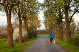 Frau läuft mit Hund durch eine Birnenallee, Münsterland, Nordrhein-Westfalen, Deutschland, Europa