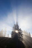 Spruces in the fog, Berchtesgaden region, Berchtesgaden National Park, Upper Bavaria, Germany, Europe