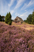 Schafstall in der Lüneburger Heide, Niedersachsen, Deutschland, Europa