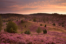 Juniper and blooming heather in the morning, Totengrund, Lueneburg Heath, Lower Saxony, Germany, Europe