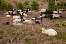 Sheep at Lueneburger Heide, Lueneburg Heath, Lower Saxony, Germany, Europe