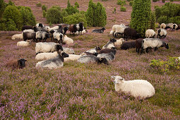 Heidschnucken in der Lüneburger Heide, Niedersachsen, Deutschland, Europa