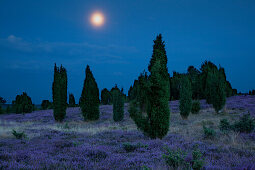 Juniper and heather at moonlight, Lueneburger Heide, Lower Saxony, Germany