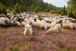Sheep at Lueneburger Heide, Lower Saxony, Germany