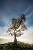 Oak tree and sun and morning fog near Freiburg im Breisgau, Black Forest, Baden-Wuertemberg, Germany