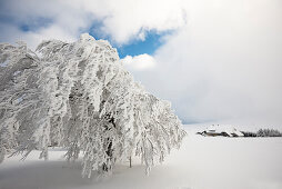 Snow covered trees and farm, Schauinsland, near Freiburg im Breisgau, Black Forest, Baden-Wuerttemberg, Germany