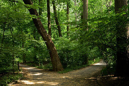 Inwood Hill Park, Manhattan, New York City, New York, North America, USA