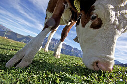 Kuh in den Bergen, Morzine, Wallis, Frankreich