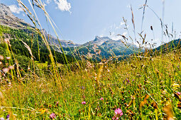 Almwiese und Berge rund um Gstaad, Berner Oberland, Schweiz, Europa
