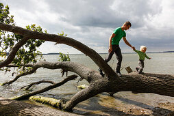 Father and son  balancing over a fallen tree at Baltic Seashore, Muglitz, Island of Ruegen, Mecklenburg-Western Pomerania, Germany