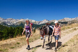 Donkey hiking, Queyras, Hautes-Alpes, Provence-Alpes-Cote d'Azur, France