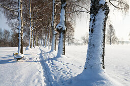 Birch-alley in snow, winterscenery near Uffing at lake Staffelsee, Upper Bavaria, Bavaria, Germany