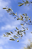 Nahaufnahme von einem Olivenzweig, Olivenbaum, Ligurien, Italien