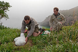 Zwei DOC-Ranger des Royal Albatross Centre prüfen das Gewicht der Küken,Gewichtskontrolle,Albatrosküken,Taiaroa Head,Otago,Südinsel,Neuseeland
