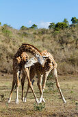 Massaigiraffen, Männchen kämpfen, Kommentkampf, Giraffa camelopardalis, Arusha Nationalpark, Tansania, Ostafrika, Afrika