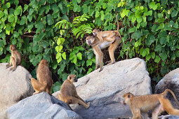 Yellow Baboons, Papio cynocephalus kindae, Lake Tanganjika, Mahale Mountains National Park, Tanzania, East Africa, Africa