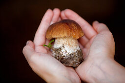 Woman holding cep in hands, Styria, Austria