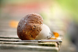 Drops of water on the fresh boletus with a knife, Styria, Austria