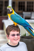 Papagei Bob mit Jungen bei einer Show des Tierentertainers Jim, Key West, Florida Keys, Florida, USA